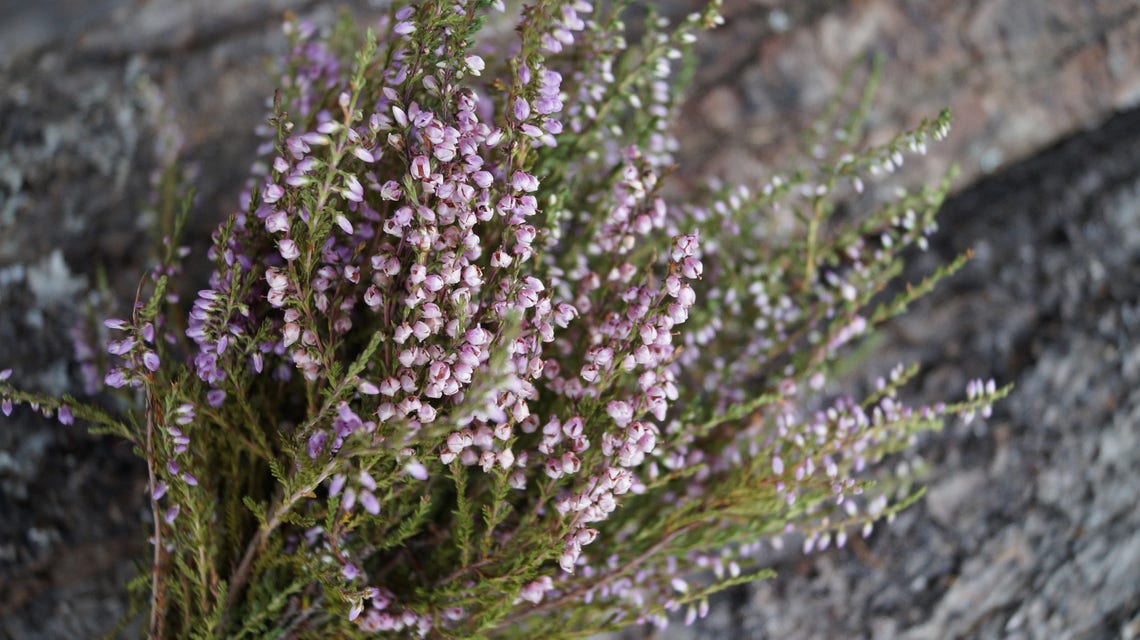 Dried Heather Bouquet Small Heather Bouquet Dried Flower Etsy UK