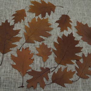 Ensemble de 12 feuilles de chêne séchées pressées Feuille séchée Matériau décoratif pour les projets d'automne Feuilles d'arbre naturelles Herbier Décor botanique