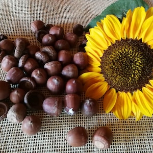 100 real dried canadian oak acorns and acorn caps Canadian oak acorns Fall decor Autumn decor Primitive home decor Dry craft supply