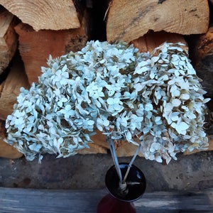 Natural dried white colored hydrangeas flower bouquet, 5 stems hydrangea flowers, Natural dried hortensia flowers, vase filler