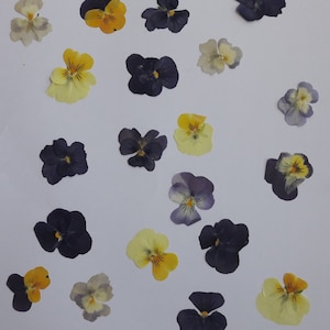 20 fleurs de tanaisie séchées pressées, pressées de couleurs mélangées Projets d'artisanat Création de cartes-cadeaux Herbier Projets artistiques DIY Création de cadres