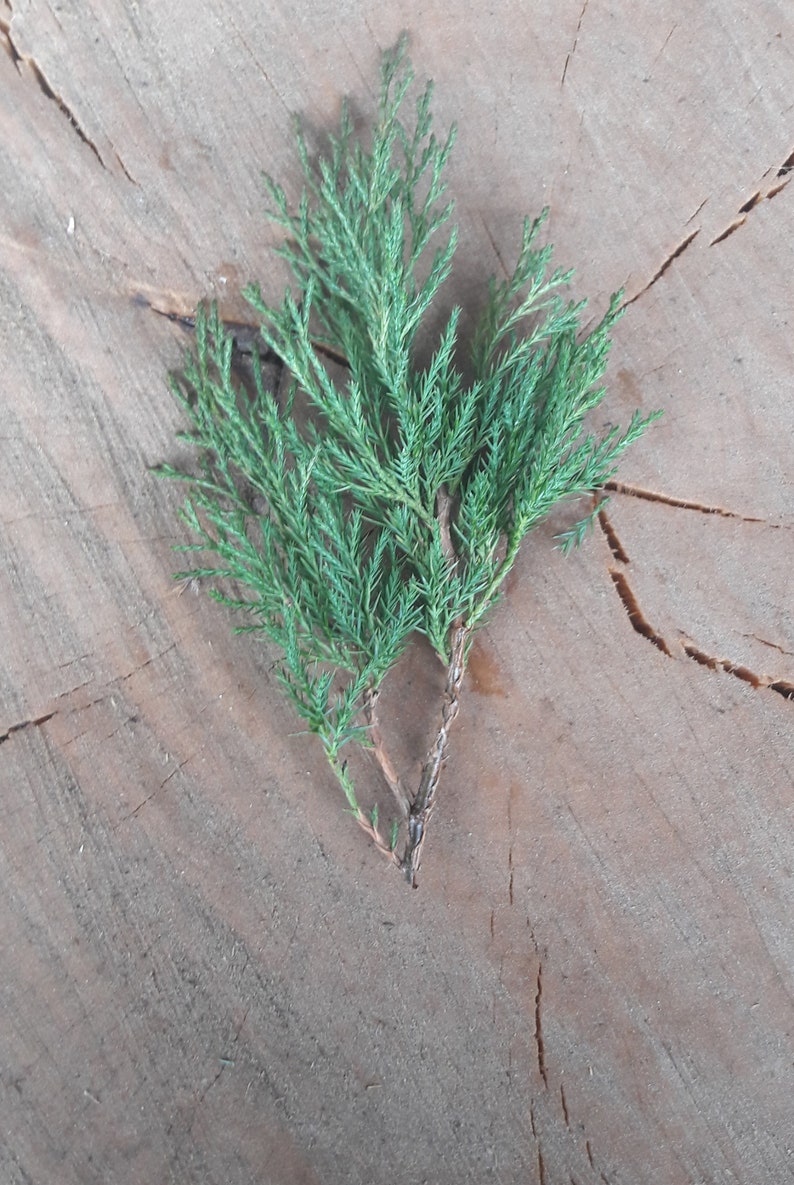 15 real green fresh cut juniper branches, real thuja branches, incense spiritual rituals, meditation herbs, cedar twigs, evergreen decor zdjęcie 5