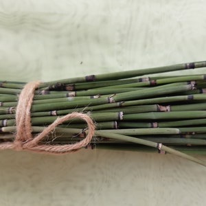 Torkad hästsvansstjälkknippe, Equisetum hyemale, exklusiva gröna stjälkar, vasfyllning
