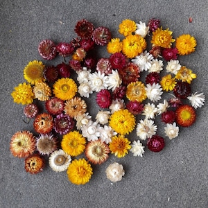 Dried strawflower Dried everlasting flowers Christmas decor supply Fall colors Dried Helichrysum Flower arrangement Decor accent gift accent