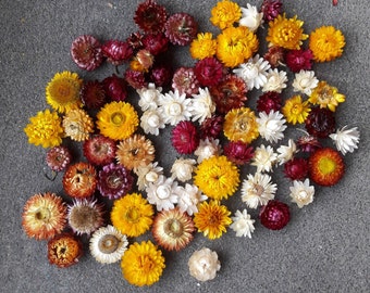Dried strawflower Dried everlasting flowers Christmas decor supply Fall colors Dried Helichrysum Flower arrangement Decor accent gift accent