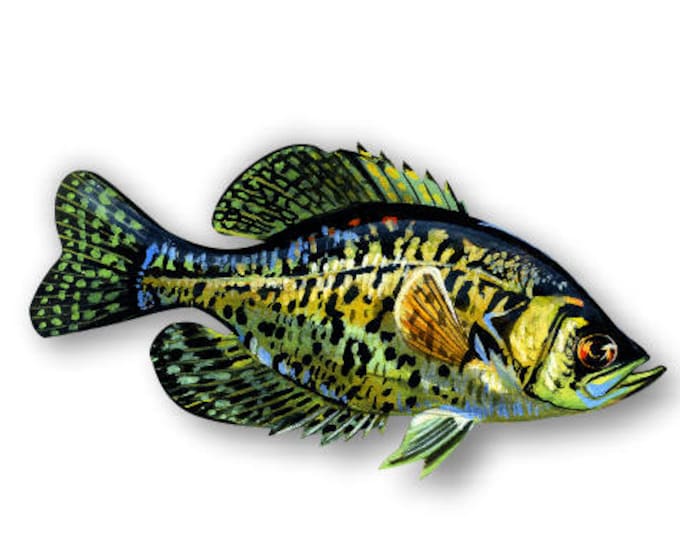 6" Crappie sticker***Free Shipping***