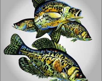 Crappie fish decal ***Free Shipping***