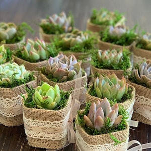 Succulent Wedding Favors with Personalized Tags, Love Plant Puns, Couple's Names, Customized Tags, Succulent Favors