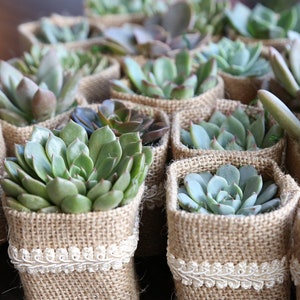 Succulent Wedding Favors, Succulent Theme, Personalized Tags, Custom Wedding Favors for Guests, Wedding Party Favors