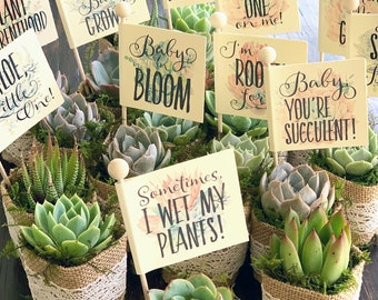 Baby Shower Favors, Boho Baby Shower, Succulent Favors with Personalized Funny Pun Tags, Succulent Theme Baby Shower, Plant Pun Tags