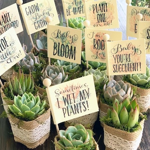 Baby Shower Favors, Boho Baby Shower, Succulent Favors with Personalized Funny Pun Tags, Succulent Theme Baby Shower, Plant Pun Tags