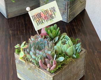 Thank You Succulent Arrangement, Thanks for Everything, Client Gift, Hostess Gift, Live Succulents with Custom Tag // Last for Months