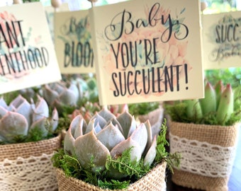 50 Baby Shower Favors Succulents with Personalized Funny Pun Tags // 50 favors