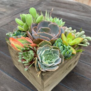 Well That Succ'd Succulent Arrangement Gift with Personalized Custom Tag, Well That Sucked