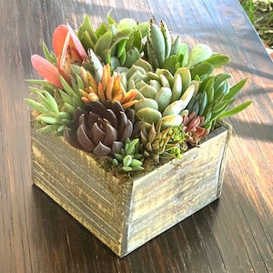 Sympathy Succulent Arrangement, Sympathy Gift, Living Plants with Custom Message Tag, Remembrance Arrangement