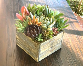 Sympathy Succulent Arrangement, Sympathy Gift, Living Plants with Custom Message Tag, Remembrance Arrangement