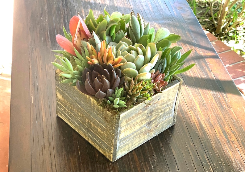 Sympathy Box Succulent Arrangement Gift Living Plants with Etsy