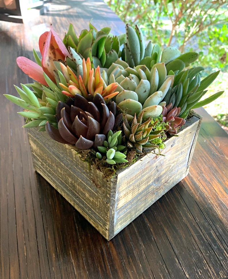 Sympathy Box Succulent Arrangement Gift Living Plants with Etsy