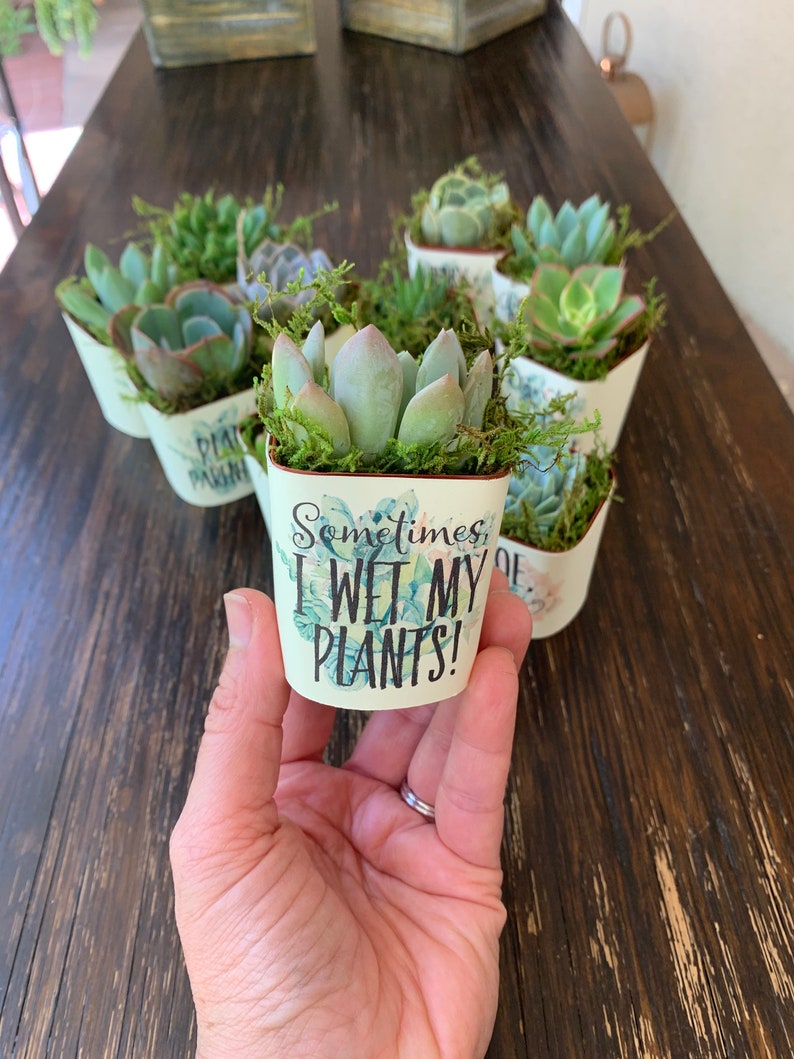 Wraps and Succulents Baby Shower Favors Plant Puns or Custom Etsy