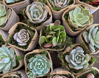 First Communion Succulent Favors, First Holy Communion, Faith Puns, Custom Tags, Plant Favors, Personalized Favors, Includes Live Plants