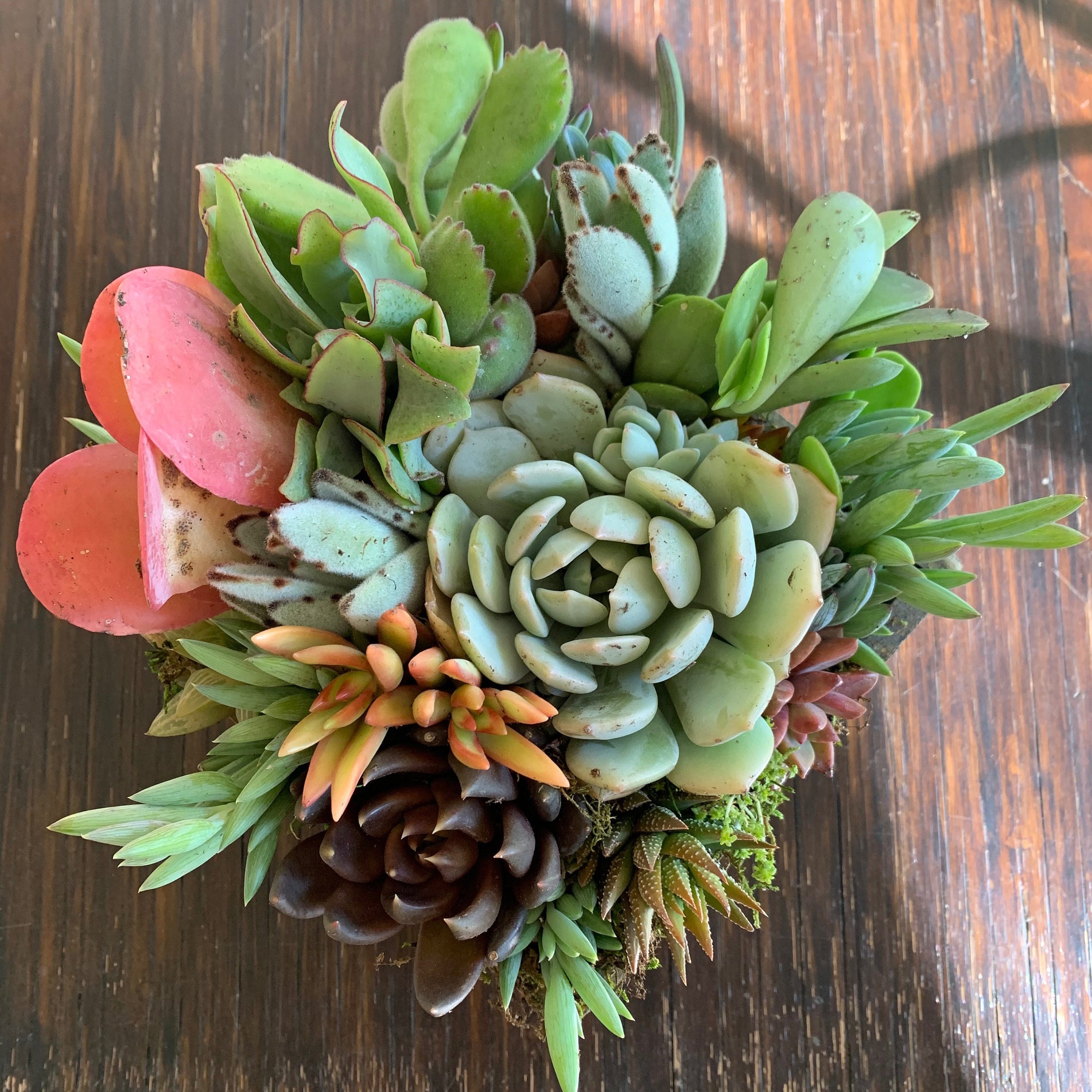 Sympathy Succulent Arrangement, Sympathy Gift, Living Plants With Custom  Message Tag, Remembrance Arrangement - Etsy