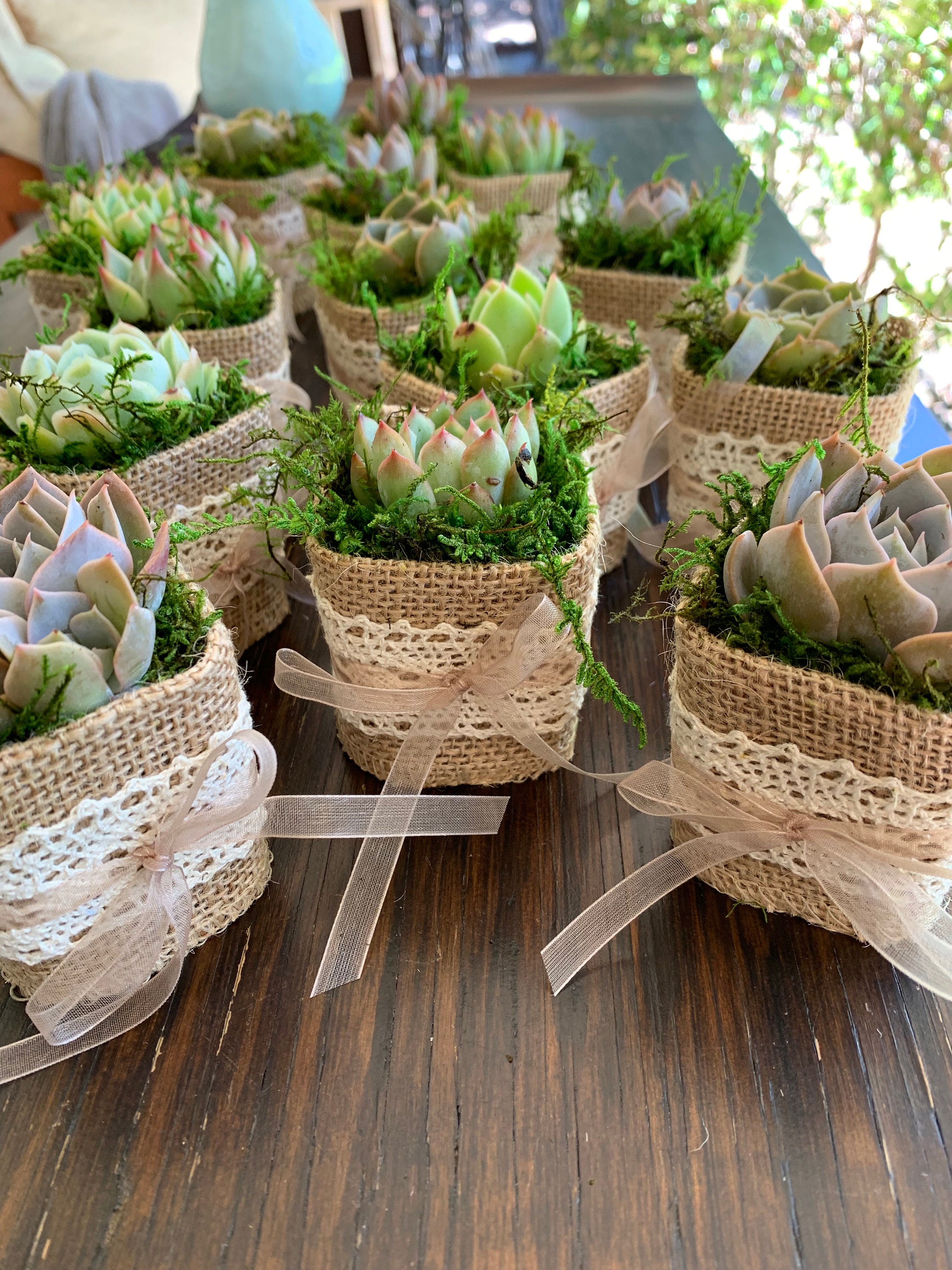 cabbage succulent Rose Cabbage (Echeveria imbricata) Succulent  Pots For Plants