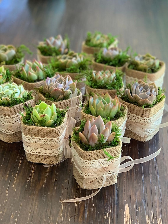 Succulent wedding favors discount