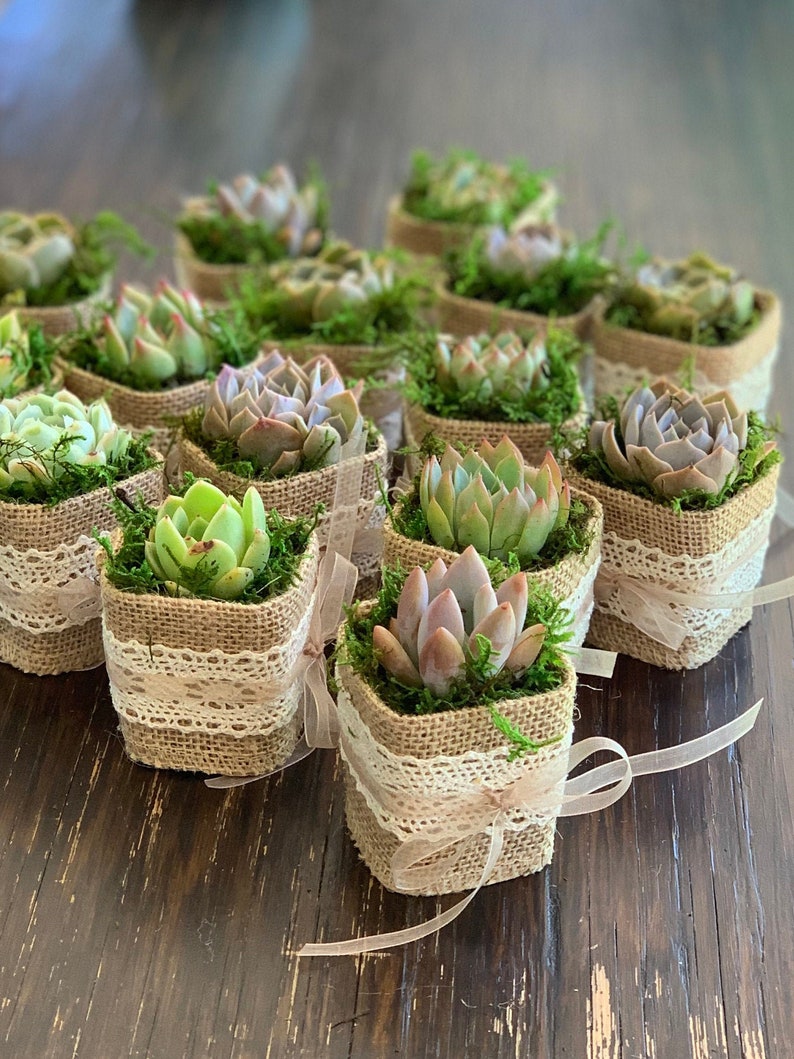 Succulent Wedding Favors with Personalized Tags, Love Plant Puns, Couple's Names, Customized Tags, Succulent Favors image 1