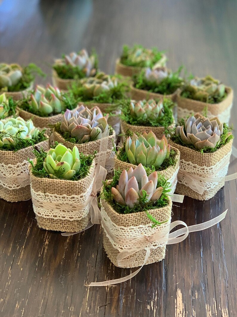 Custom Succulent Wedding Favors With Personalized Tags Love Plant Puns Custom Succulent Wedding Favors With Personalized Tags Love Plant Puns