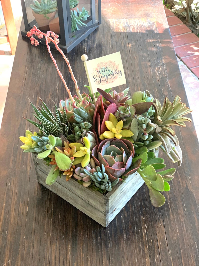 Loss of Pet Sympathy Box Succulent Arrangement Gift Living Etsy
