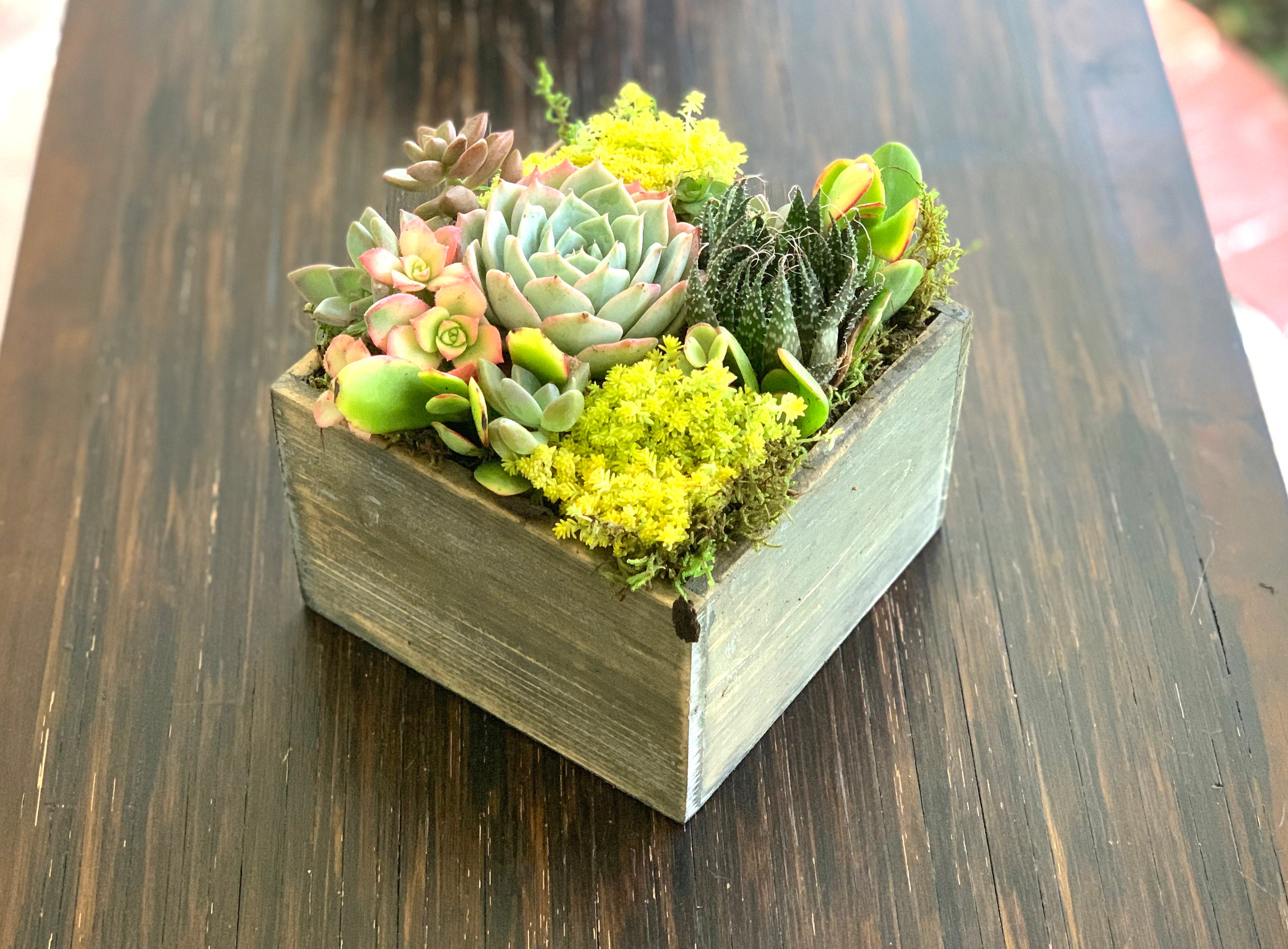 Loss of Pet Sympathy Box Succulent Arrangement Gift Living Etsy