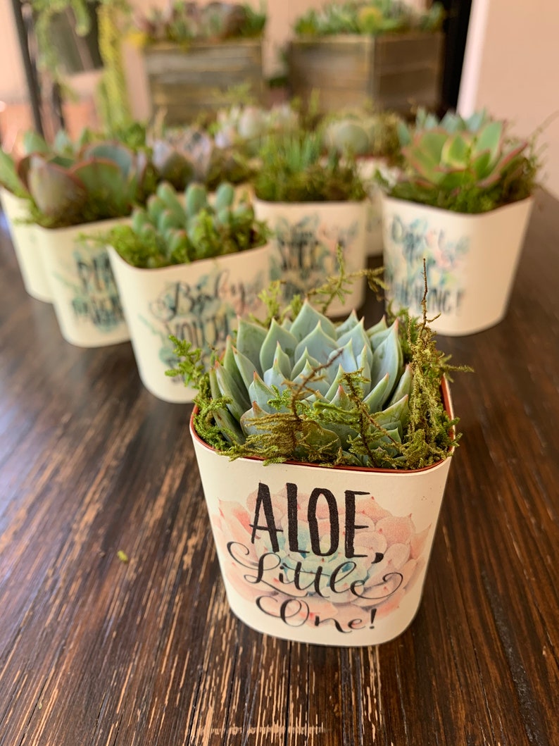 Wraps and Succulents Baby Shower Favors Plant Puns or Custom Etsy