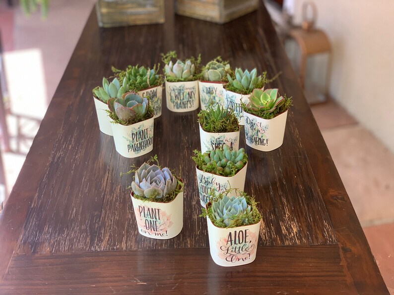 Wraps and Succulents Baby Shower Favors Plant Puns or Custom Etsy