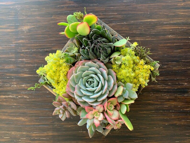 Loss of Pet Sympathy Box Succulent Arrangement Gift Living Etsy