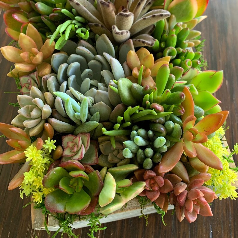 Gift Box Succulent Arrangement Living Plants Stuffed Tightly Etsy