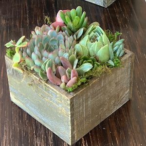 May include: A square, weathered wooden planter box filled with a variety of succulents in shades of green, pink, and blue-gray. The arrangement includes rosette-shaped plants and elongated leaves, accented with green moss tucked between the plants.