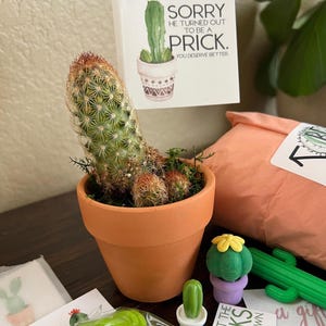A peanut cactus with two small round cacti in a pot with a tag that reads Sorry he turned out to be a prick, as a breakup gift