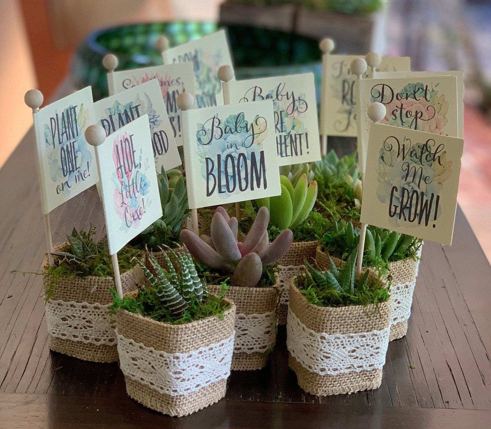 10 Baby Shower Favors Succulents With Succulent Pun Humor Tags Etsy