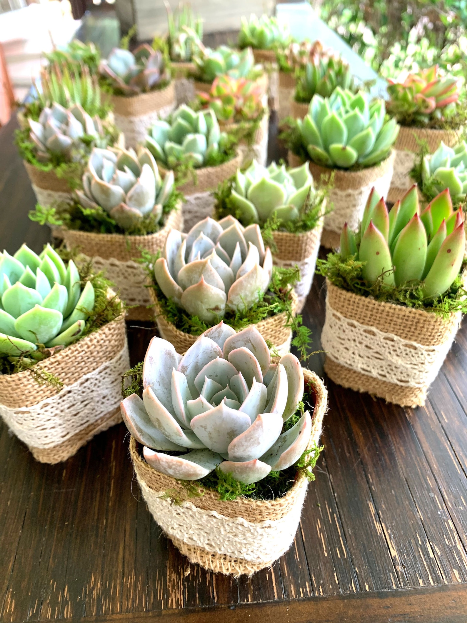 Baby Shower Favors Succulent Favors With Plant Puns & Baby Etsy