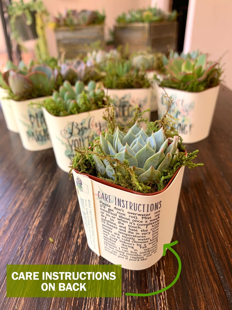 Wraps and Succulents Baby Shower Favors Plant Puns or Custom Etsy