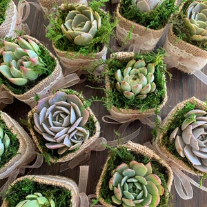 Succulent Wedding Favors with Personalized Tags, Love Plant Puns, Couple's Names, Customized Tags, Succulent Favors image 10