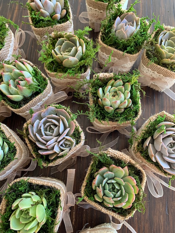 Custom Succulent Wedding Favors With Personalized Tags, Love Plant Puns,  Customized Tags, Plant Favors, Burlap Wraps Hand Sewn - Etsy
