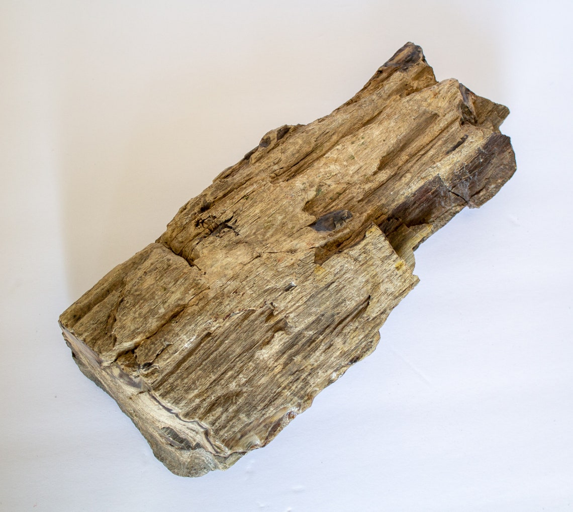 Huge Petrified Wood Log Large Petrified Wood Polished Etsy