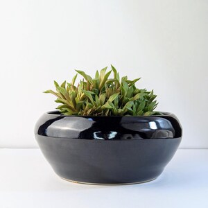 May include: A low, wide, glossy black ceramic bowl planter with a rounded silhouette. The planter is filled with a dense cluster of green succulent plants featuring pointed, fleshy leaves with subtle yellow and light green color variations.