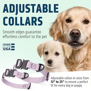 Puede incluir: Dos collares ajustables para perros de color lavanda con herrajes negros se muestran frente a un golden retriever y un cachorro. El texto dice &laquo;COLLARES AJUSTABLES&raquo;. Los collares est&aacute;n disponibles en tama&ntilde;os de 30.5 cm a 63.5 cm.