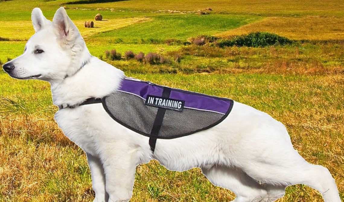 Personalized Dog Mesh Service Vest Harness With Custom Hook Etsy