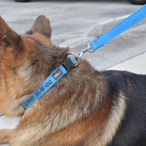 May include: A German Shepherd dog wearing a blue personalized dog collar with the text "GUNNER 305-997-6543" and a blue leash.