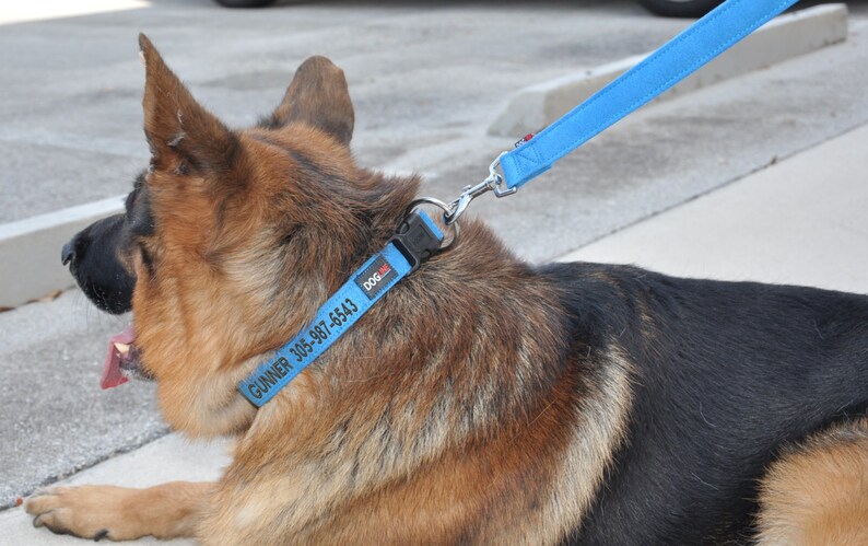 May include: A German Shepherd dog wearing a blue personalized dog collar with the text "GUNNER 305-997-6543" and a blue leash.