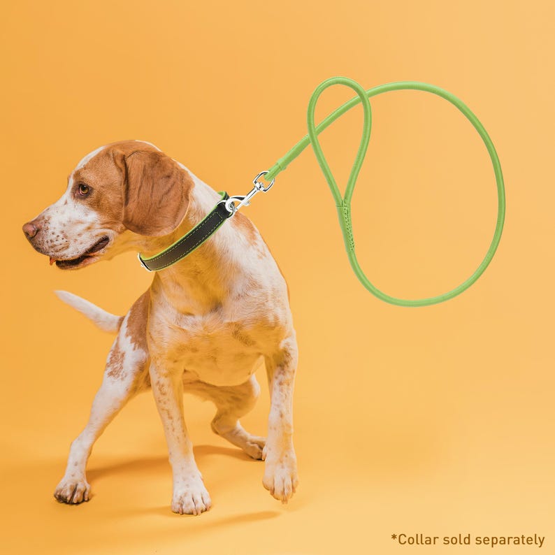 May include: A dog wearing a black and green collar with a silver clasp, attached to a green leash. The dog is white and brown with a yellow background. The text "Collar sold separately" is at the bottom.
