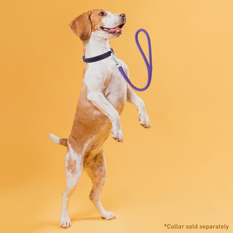 May include: A Beagle dog stands on its hind legs, wearing a black collar and looking up. A purple leash is held up in the air. The background is a solid yellow-orange color.